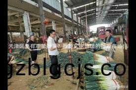 天津哪裏(li)有淨(jing)菜(cai)批(pi)髮？推(tui)薦幾(ji)傢(jia)靠譜的(de)批(pi)髮市場(chang)！