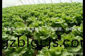 鹽城淨菜半成品菜(cai)批髮，新(xin)鮮健康(kang)，價格實(shi)惠