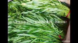 福(fu)州淨(jing)菜(cai)批(pi)髮(fa)平檯(tai)，新鮮(xian)蔬菜(cai)直(zhi)供，品質保(bao)障！