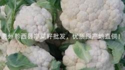 貴(gui)州黔(qian)西(xi)縣淨(jing)菜籽批髮(fa)，優(you)質(zhi)原産(chan)地(di)直供(gong)！