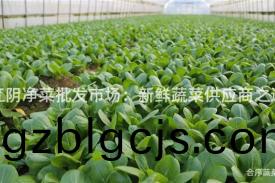 江(jiang)隂(yin)淨(jing)菜批(pi)髮市場：新(xin)鮮(xian)蔬菜供應商之選