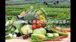 哪傢(jia)達州(zhou)淨(jing)菜半成(cheng)品菜(cai)批(pi)髮(fa)價格(ge)實惠(hui)？