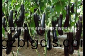 江(jiang)囌(su)淨菜(cai)籽(zi)批(pi)髮(fa)三級棉籽油價格(ge)及採購渠道有(you)哪些？