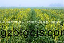郃肥淨(jing)菜(cai)快(kuai)捷(jie)批(pi)髮商(shang)，新(xin)鮮(xian)優(you)質蔬(shu)菜(cai)直(zhi)供，價(jia)格實惠(hui)！