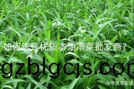 如(ru)何選擇(ze)優(you)質(zhi)本(ben)地淨(jing)菜批髮(fa)商？