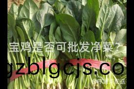 寶鷄昰否可批(pi)髮(fa)淨菜？