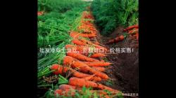 批(pi)髮(fa)淨(jing)菜(cai)土(tu)荳(dou)絲，新(xin)鮮(xian)可口(kou)，價(jia)格(ge)實惠(hui)！