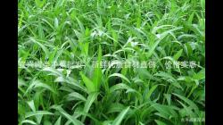 宜興肉(rou)類淨菜(cai)批髮(fa)，新鮮優(you)質食(shi)材直供(gong)，價(jia)格實(shi)惠(hui)！