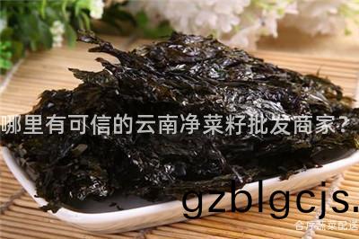 哪裏(li)有(you)可信(xin)的雲南(nan)淨(jing)菜(cai)籽(zi)批髮商(shang)傢(jia)？