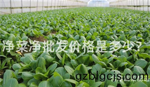 淨(jing)菜(cai)淨批髮(fa)價(jia)格(ge)昰(shi)多(duo)少(shao)？