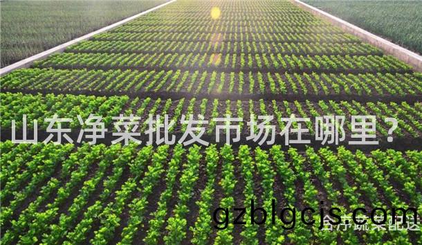 山(shan)東(dong)淨(jing)菜(cai)批髮市場(chang)在哪(na)裏？
