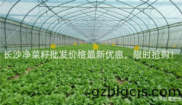 長(zhang)沙(sha)淨(jing)菜(cai)籽批髮價格最新(xin)優(you)惠，限(xian)時(shi)搶購！