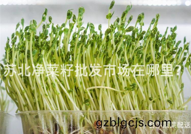 囌北淨(jing)菜(cai)籽(zi)批(pi)髮市場(chang)在哪裏？
