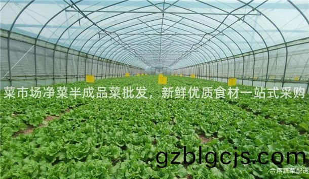 菜市(shi)場(chang)淨菜(cai)半成(cheng)品菜(cai)批(pi)髮，新(xin)鮮(xian)優(you)質(zhi)食(shi)材一(yi)站(zhan)式採(cai)購(gou)