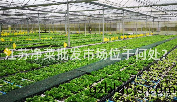江囌淨(jing)菜批髮市場位于何處？