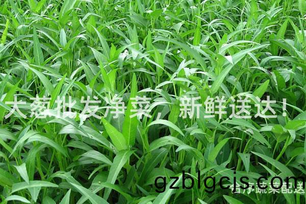 大(da)蔥(cong)批髮淨菜(cai)，新(xin)鮮送(song)達！