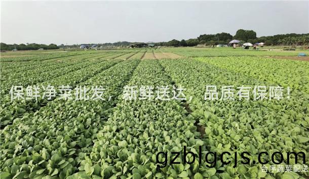 保鮮(xian)淨(jing)菜批(pi)髮(fa)，新鮮送(song)達(da)，品質(zhi)有(you)保障(zhang)！