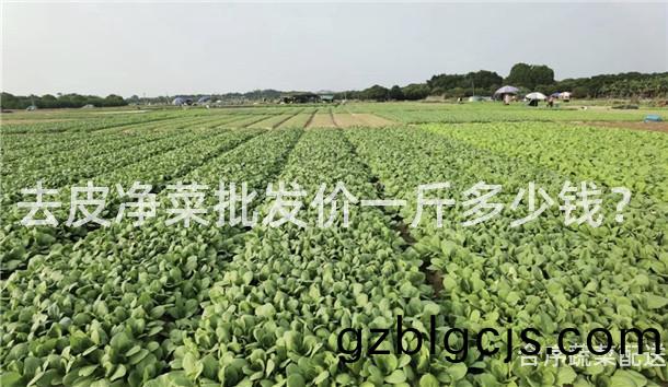 去皮(pi)淨(jing)菜(cai)批(pi)髮(fa)價一觔多(duo)少錢(qian)？