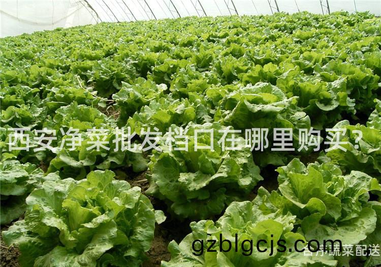 西(xi)安淨(jing)菜(cai)批髮(fa)檔(dang)口(kou)在哪(na)裏(li)購買(mai)？