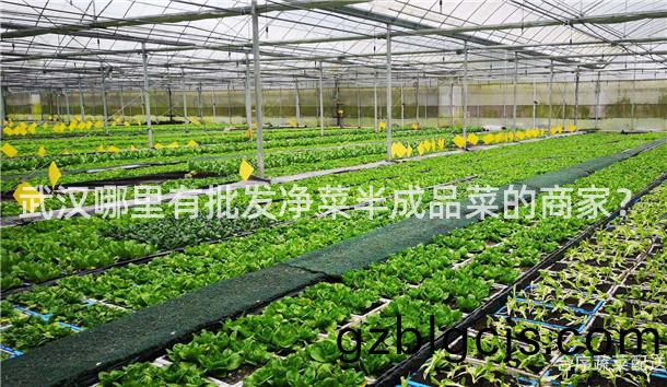 武漢(han)哪(na)裏(li)有批髮(fa)淨菜(cai)半成品菜的商傢？