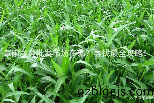 阜(fu)陽(yang)淨(jing)菜批(pi)髮(fa)市場(chang)在(zai)哪？尋(xun)找最全(quan)攻(gong)畧！