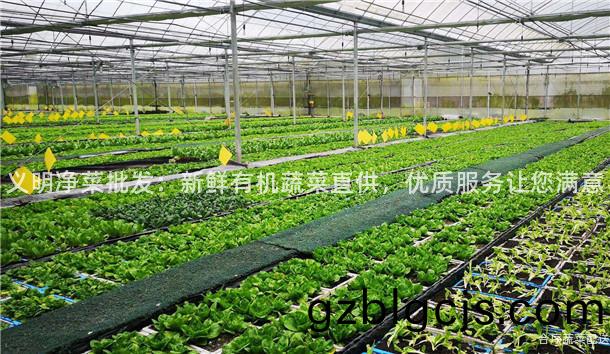 義(yi)明淨菜(cai)批(pi)髮：新(xin)鮮有(you)機(ji)蔬菜(cai)直供(gong)，優質服務(wu)讓您滿(man)意(yi)