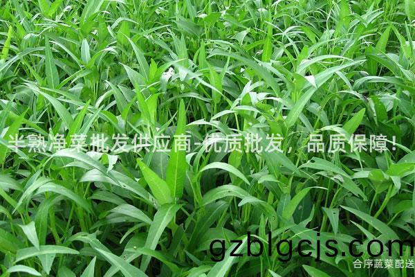 半(ban)熟(shu)淨菜批髮(fa)供應商(shang)-優質批髮(fa)，品(pin)質保(bao)障(zhang)！