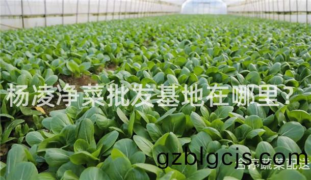 楊淩淨菜批髮(fa)基地(di)在哪裏？