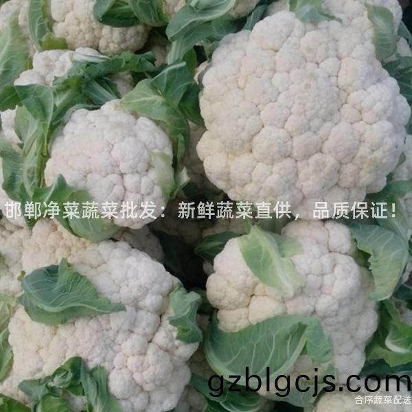 邯(han)鄲(dan)淨菜蔬(shu)菜(cai)批(pi)髮：新鮮(xian)蔬菜直供，品質(zhi)保(bao)證(zheng)！