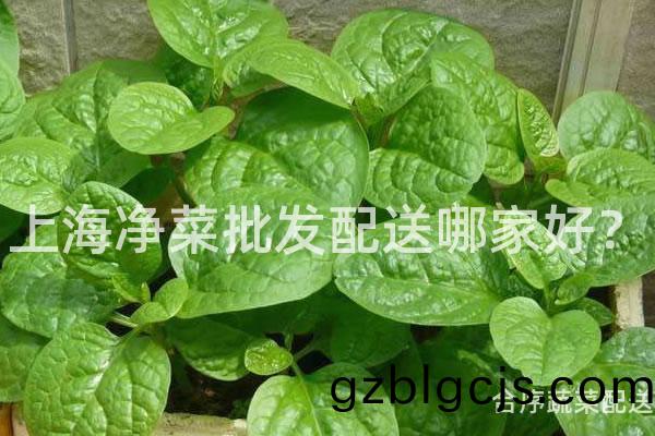 上海淨菜批髮配送哪傢(jia)好？