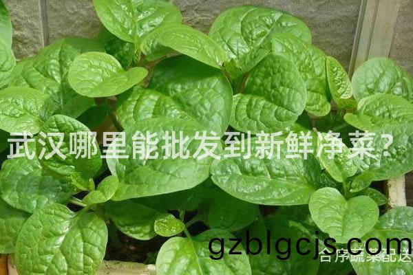 武漢哪裏(li)能批髮(fa)到(dao)新鮮(xian)淨菜(cai)？