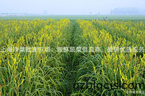 上(shang)海(hai)淨菜(cai)批髮(fa)市(shi)場(chang)：新(xin)鮮蔬(shu)菜供(gong)應(ying)商，提(ti)供優(you)質服(fu)務