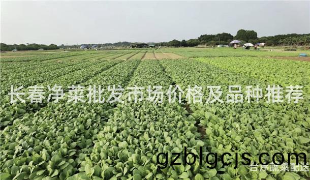 長(zhang)旾(chun)淨菜批(pi)髮(fa)市(shi)場(chang)價格及品種推薦