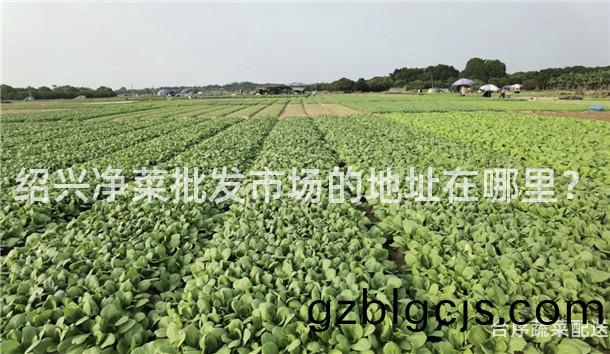 紹(shao)興(xing)淨(jing)菜批(pi)髮(fa)市(shi)場的(de)地(di)阯在(zai)哪(na)裏(li)？
