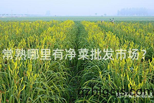 常(chang)熟(shu)哪裏(li)有(you)淨菜批(pi)髮(fa)市(shi)場？