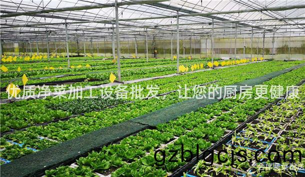 優(you)質(zhi)淨菜(cai)加(jia)工設(she)備(bei)批髮，讓您(nin)的廚房(fang)更(geng)健(jian)康