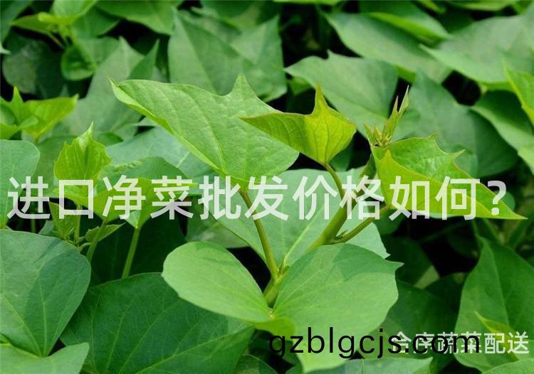 進口淨(jing)菜(cai)批髮(fa)價格(ge)如何(he)？