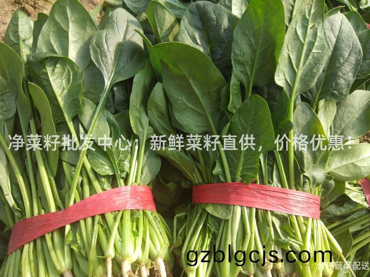 淨(jing)菜(cai)籽批髮(fa)中(zhong)心：新鮮菜(cai)籽直(zhi)供，價(jia)格(ge)優惠(hui)！