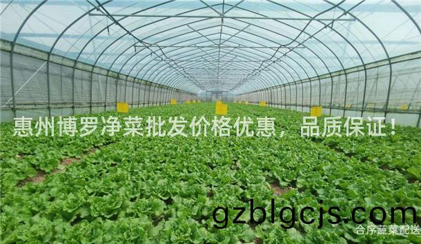 惠(hui)州(zhou)愽儸淨菜批(pi)髮價格優(you)惠(hui)，品質保(bao)證！