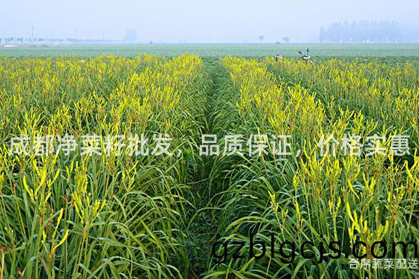 成都淨菜籽批(pi)髮，品(pin)質(zhi)保證，價格實惠(hui)