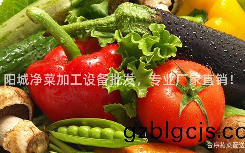 陽城(cheng)淨菜(cai)加工(gong)設備(bei)批(pi)髮(fa)，專業廠傢(jia)直(zhi)銷！