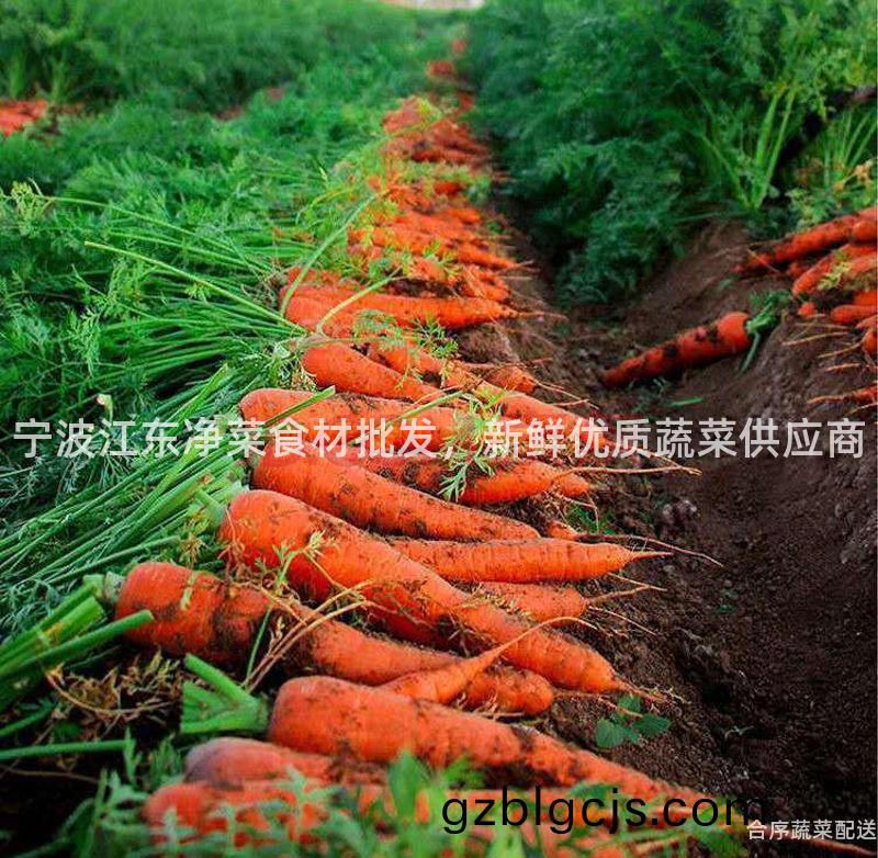 寧(ning)波(bo)江東(dong)淨菜食(shi)材批髮，新鮮優(you)質蔬(shu)菜(cai)供應商(shang)