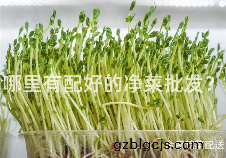 哪裏(li)有(you)配(pei)好的淨(jing)菜批髮？