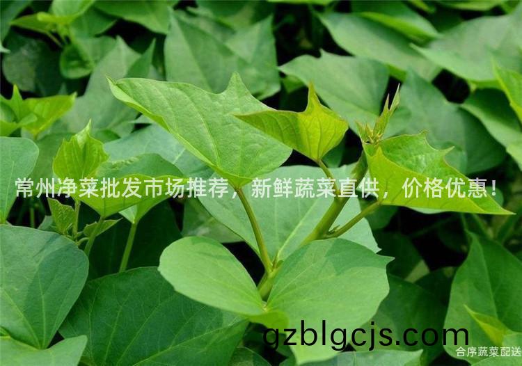 常(chang)州(zhou)淨(jing)菜批髮(fa)市場(chang)推(tui)薦(jian)，新鮮(xian)蔬菜直(zhi)供，價格(ge)優惠！