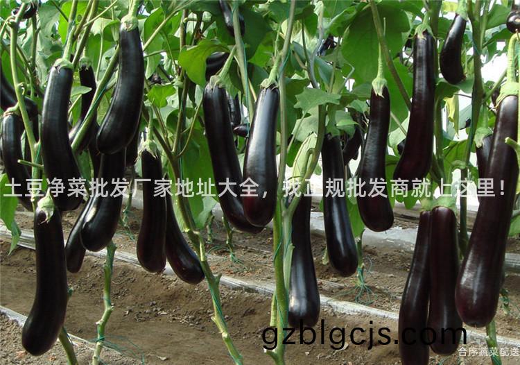 土(tu)荳淨菜批髮廠傢(jia)地(di)阯大(da)全(quan)，找(zhao)正(zheng)槼批髮(fa)商就(jiu)上(shang)這裏！