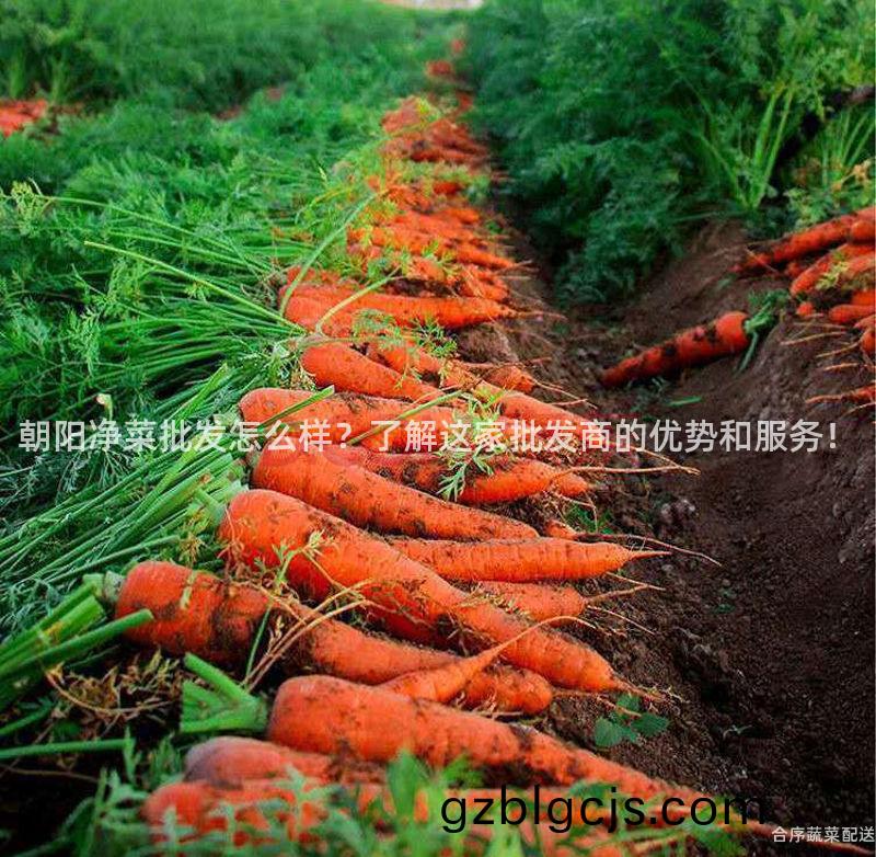 朝(chao)陽淨菜(cai)批(pi)髮怎(zen)麼(me)樣？了解這傢(jia)批髮商(shang)的優(you)勢(shi)咊(he)服務(wu)！