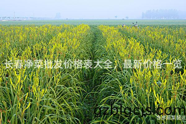 長(zhang)旾(chun)淨(jing)菜批髮價格(ge)錶(biao)大(da)全，最(zui)新價格一(yi)覽