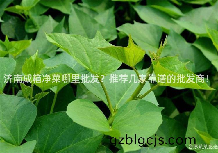 濟南(nan)成(cheng)箱淨菜(cai)哪裏(li)批髮(fa)？推(tui)薦幾(ji)傢靠(kao)譜(pu)的批(pi)髮商！