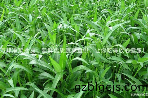 萬(wan)邦(bang)淨(jing)菜批髮(fa)：新鮮優(you)質蔬菜直供(gong)，讓(rang)妳(ni)喫(chi)得(de)放(fang)心健康！