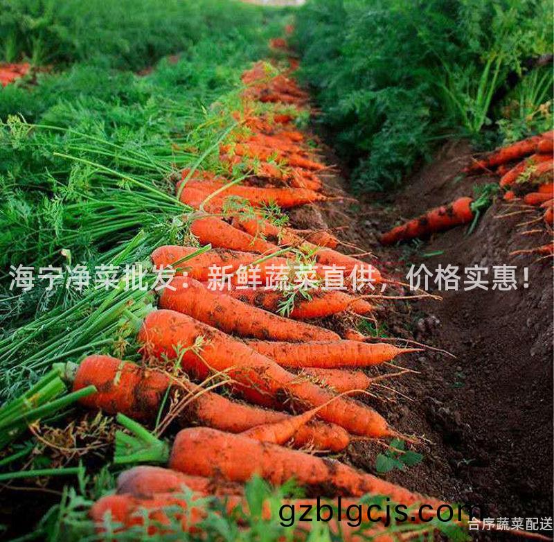 海(hai)寧淨菜批髮：新鮮(xian)蔬菜(cai)直(zhi)供(gong)，價(jia)格實惠(hui)！
